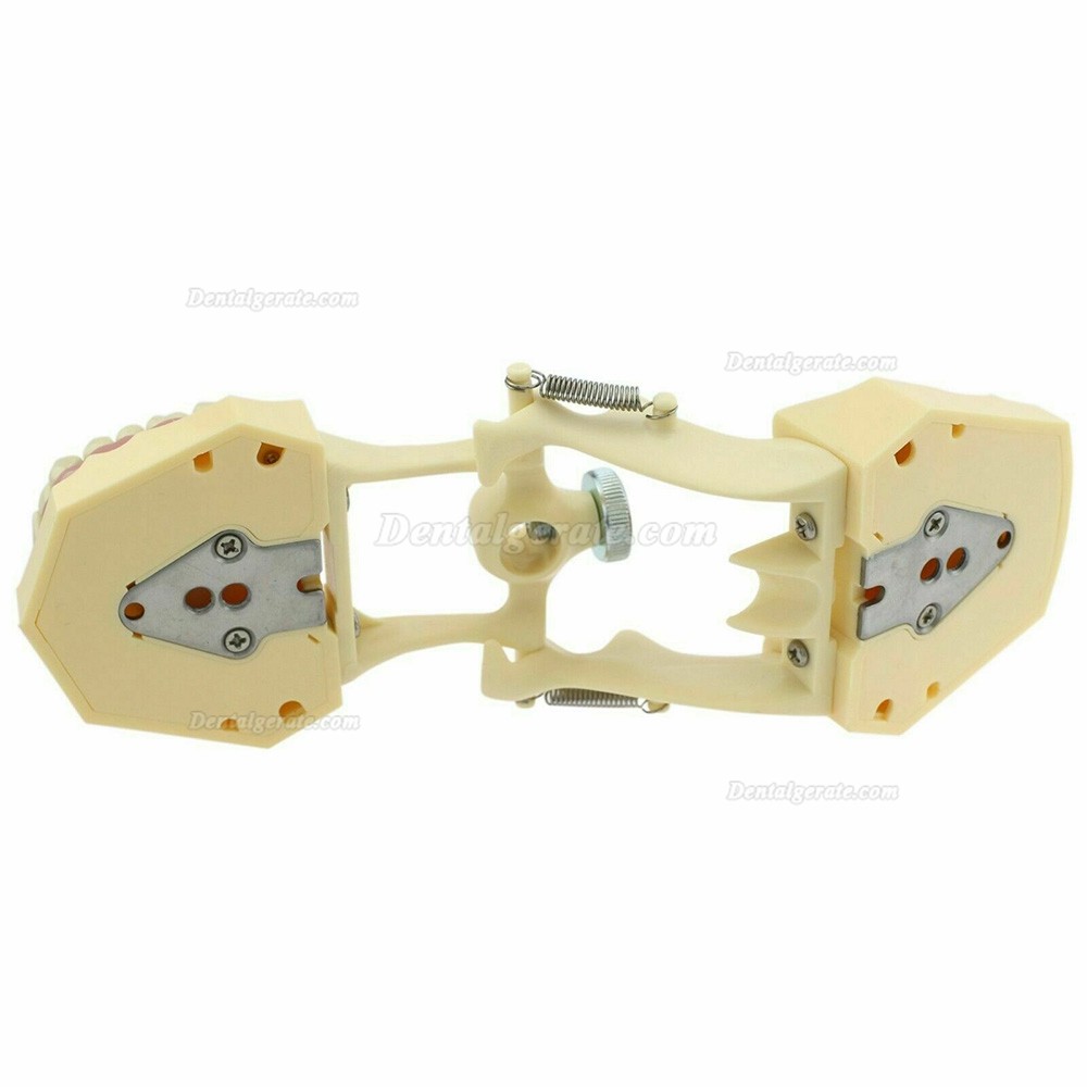 Zahnmodelle Arbeitsmodelle im Artikulator M8014-2 Kompatibler Frasaco AG3